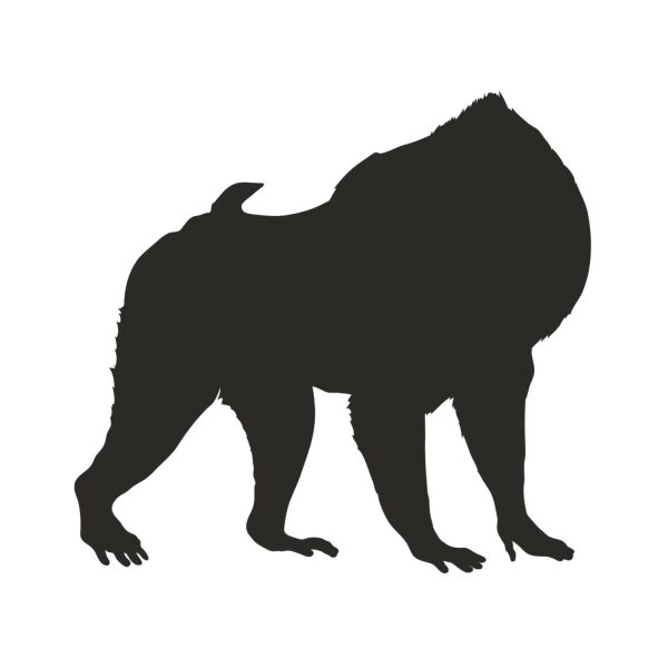 MAYMUN FOLYO STİCKER