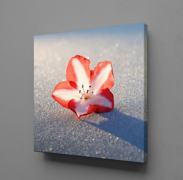 KIRMIZI BEYAZ ÇİÇEK TANESİ KANVAS TABLO