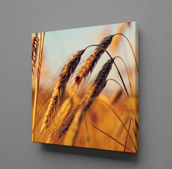 BAŞAK SALKIMI KANVAS TABLO