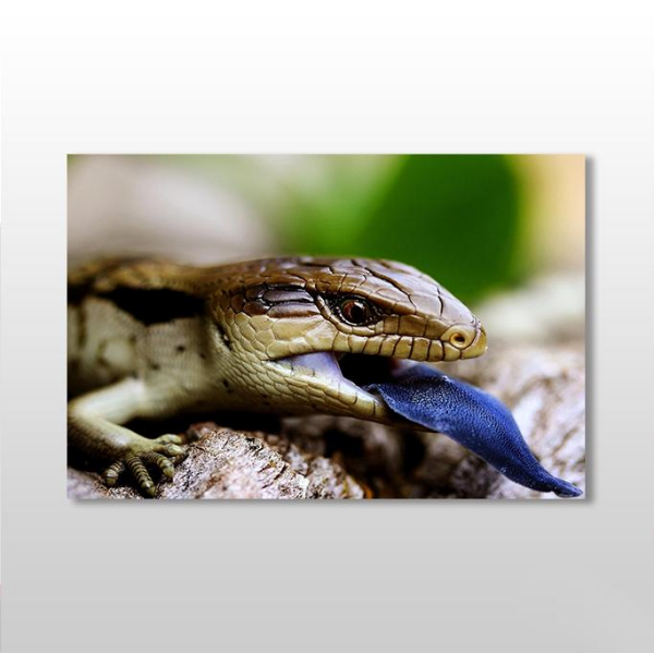 Mavi Dilli Kertenkele  Kanvas Tablo