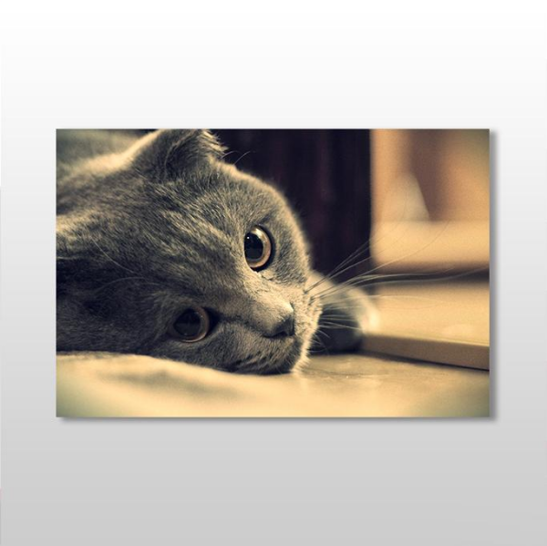 Siyah Kedi Kanvas Tablo