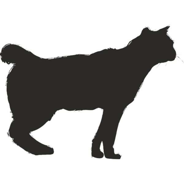 KEDİ FOLYO STİCKER