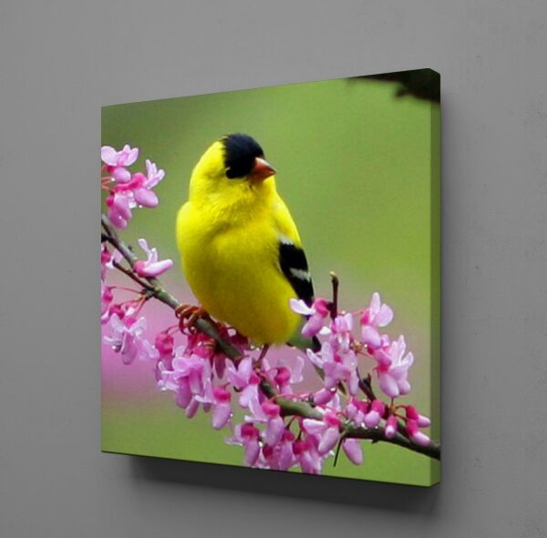 SARI KUŞ KANVAS TABLO