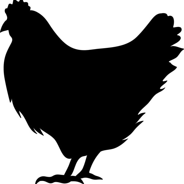 TAVUK  FOLYO STİCKER