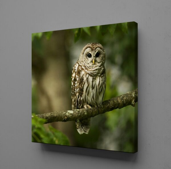 BAYKUŞ KANVAS TABLO