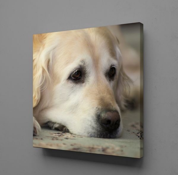 BEYAZ MASUM KÖPEK KANVAS TABLO