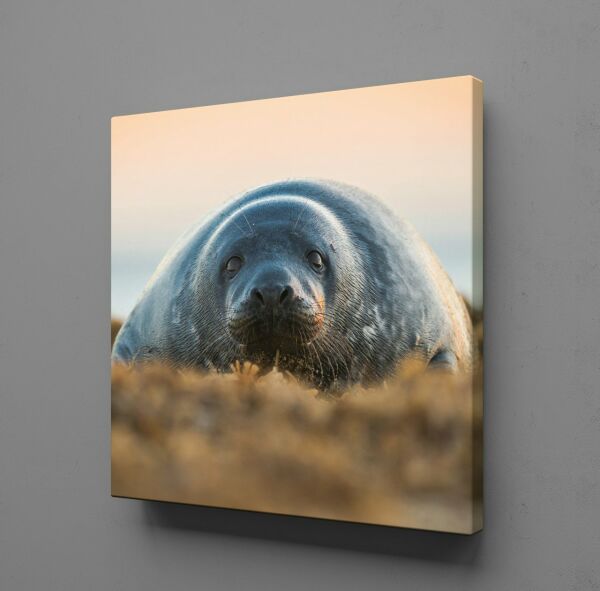 FOK BALIĞI KANVAS TABLO