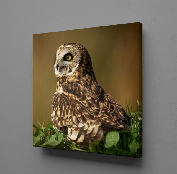 KAHVERENGİ BAYKUŞ KANVAS TABLO