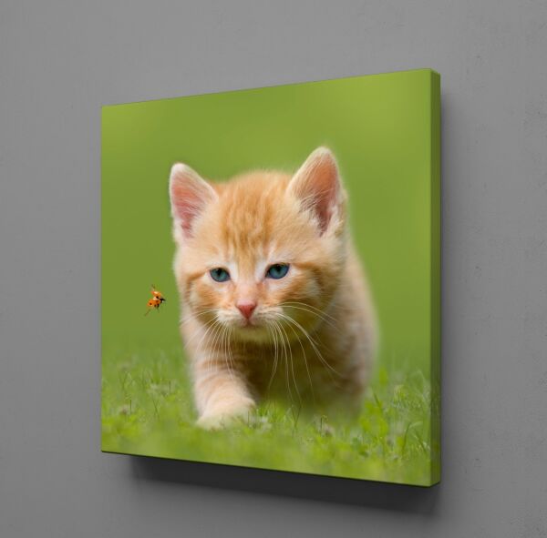 YAVRU KEDİ KANVAS TABLO