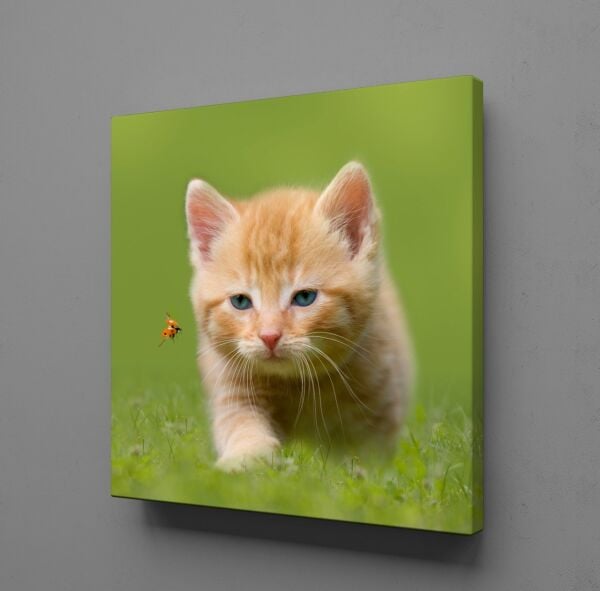 YAVRU KEDİ KANVAS TABLO