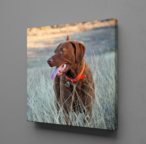 KAHVERENGİ KÖPEK KANVAS TABLO