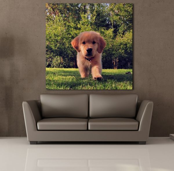 KAHVERENGİ YAVRU KÖPEK KANVAS TABLO