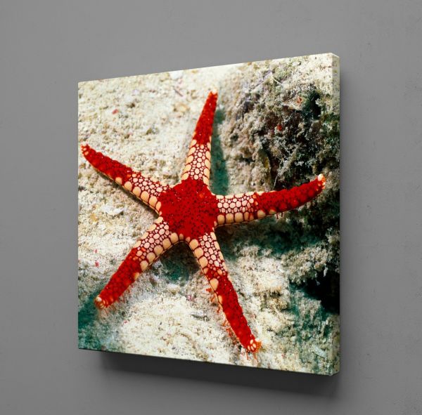 KIRMIZI DENİZ YILDIZI KANVAS TABLO