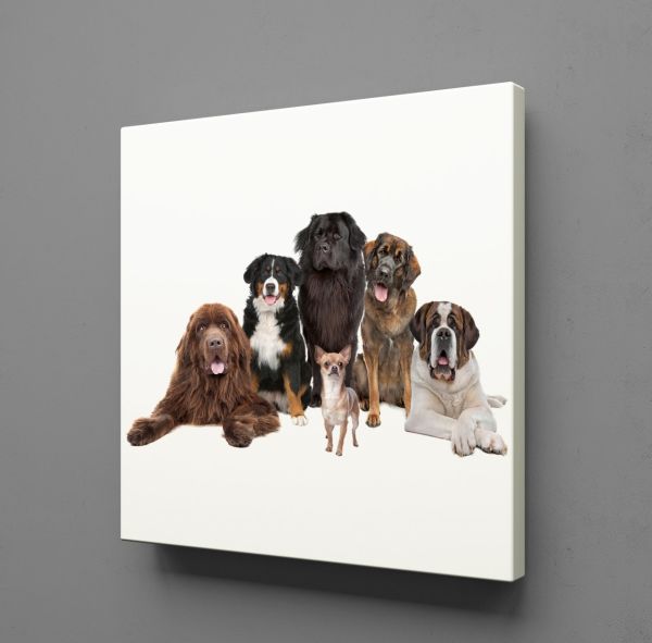 KÖPEK TOPLULUĞU KANVAS TABLO