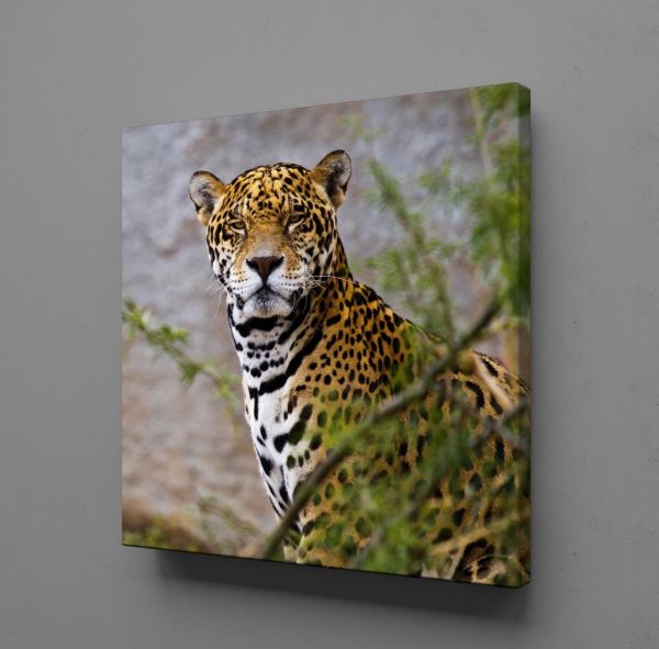 LEOPARIN DURUŞU KANVAS TABLO