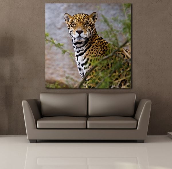 LEOPARIN DURUŞU KANVAS TABLO