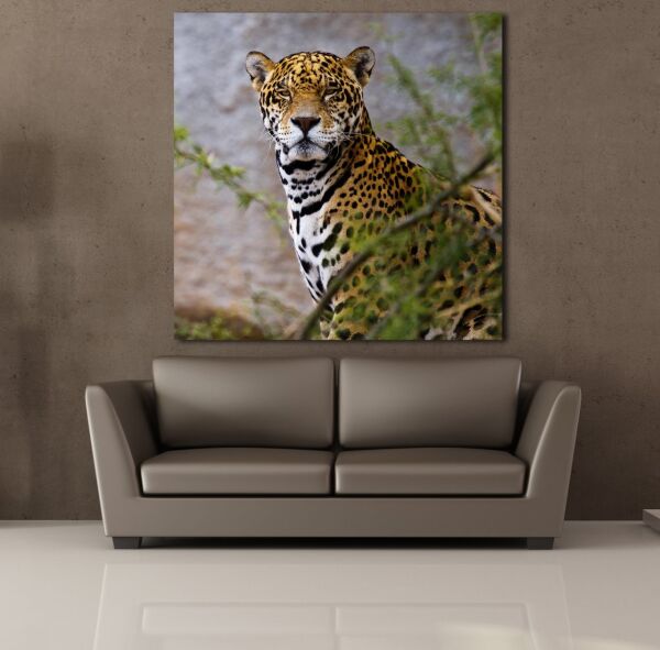 LEOPARIN DURUŞU KANVAS TABLO