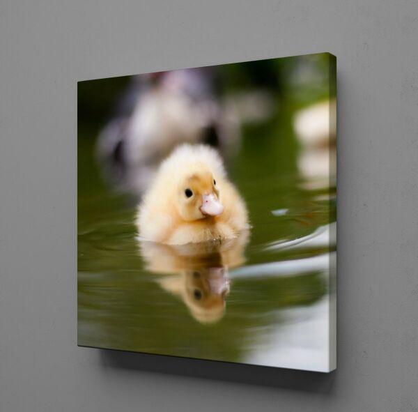 ÖRDEK YAVRUSU KANVAS TABLO