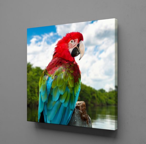 RENKLİ PAPAĞAN KANVAS TABLO