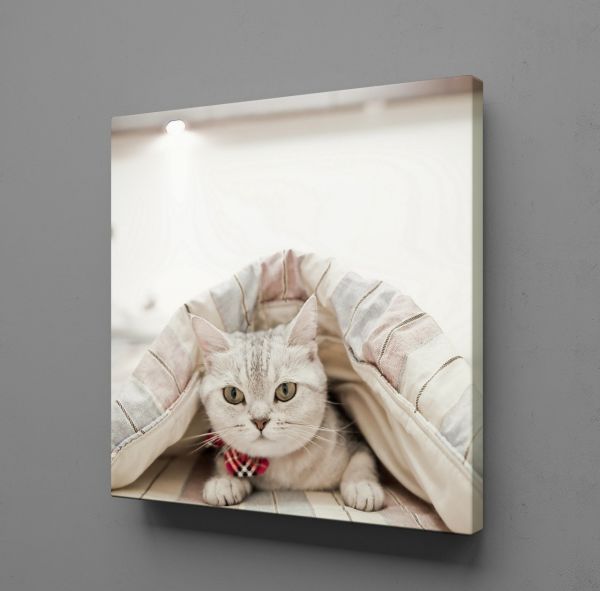 SEVİMLİ KEDİ KANVAS TABLO