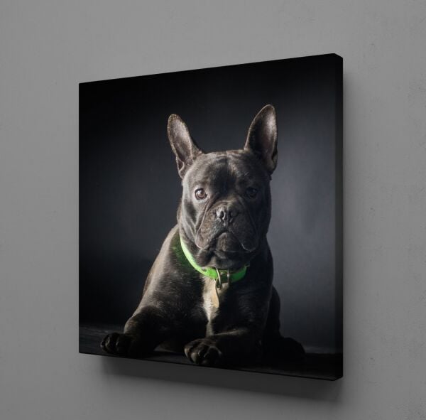 SİYAH KÖPEK KANVAS TABLO