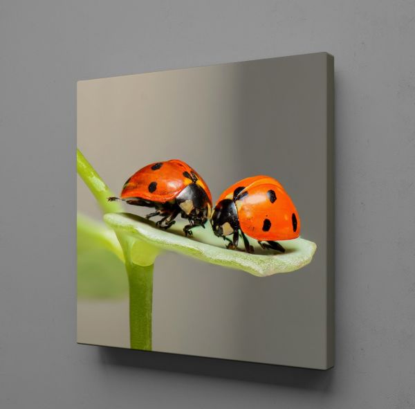 UĞUR BÖCEKLERİ KANVAS TABLO