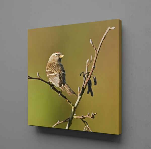 YAVRU GÜVERCİN KANVAS TABLO