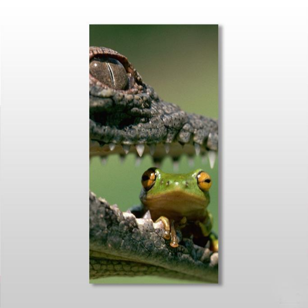 Timsah Ve Kurbağa Kanvas Tablo