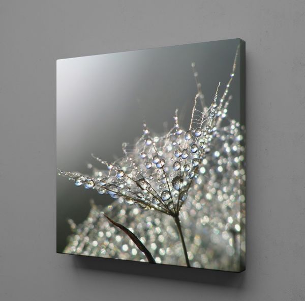 KARAHİNDİBA ÇİÇEĞİ TÜĞLERİ KANVAS TABLO