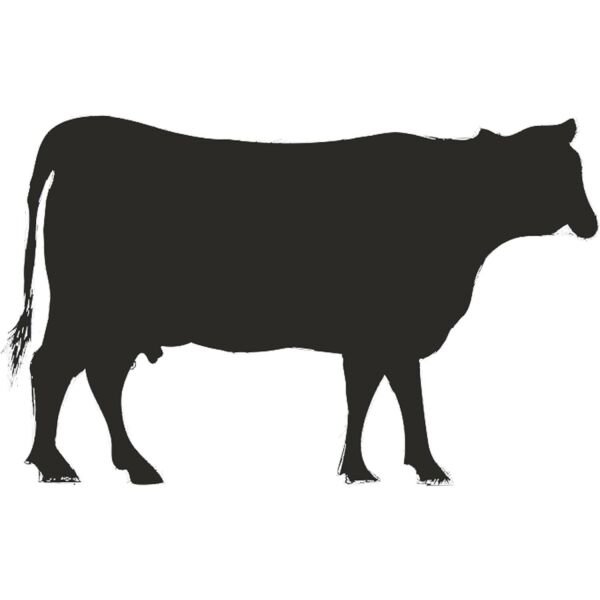 İNEK FOLYO STİCKER DERSTVE46060