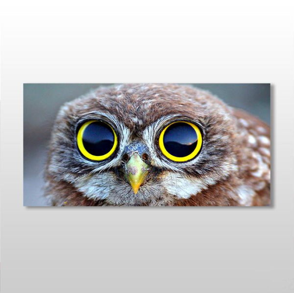 Baykuş Kanvas Tablo